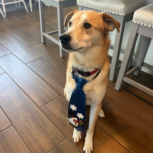 Live with me and my pups! - Picture 4 of 4